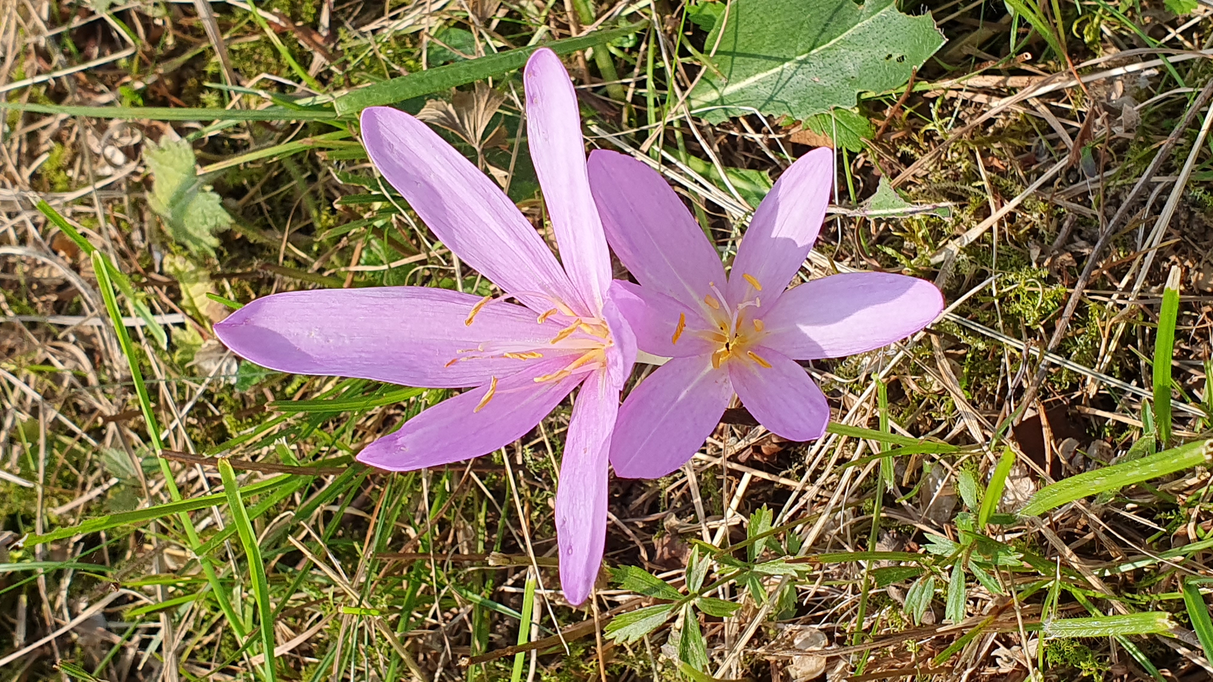 Blumengruss am Wegesrand: Herbstzeitlose – Rennradtour am Ägerisee, spätsommerliches Licht
