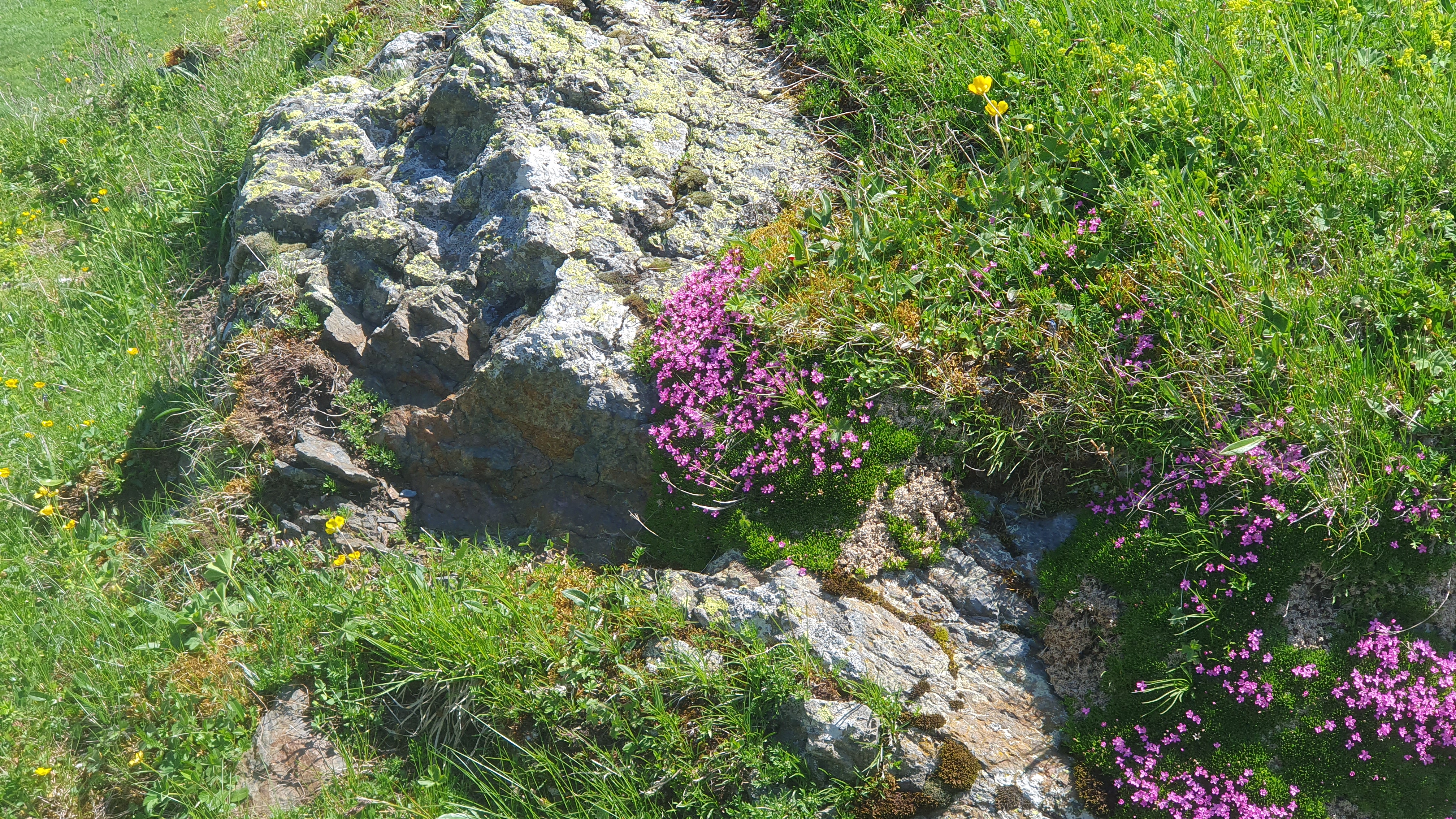 Alpen-Leimkraut auf der Grossen Scheidegg, Berner Oberland