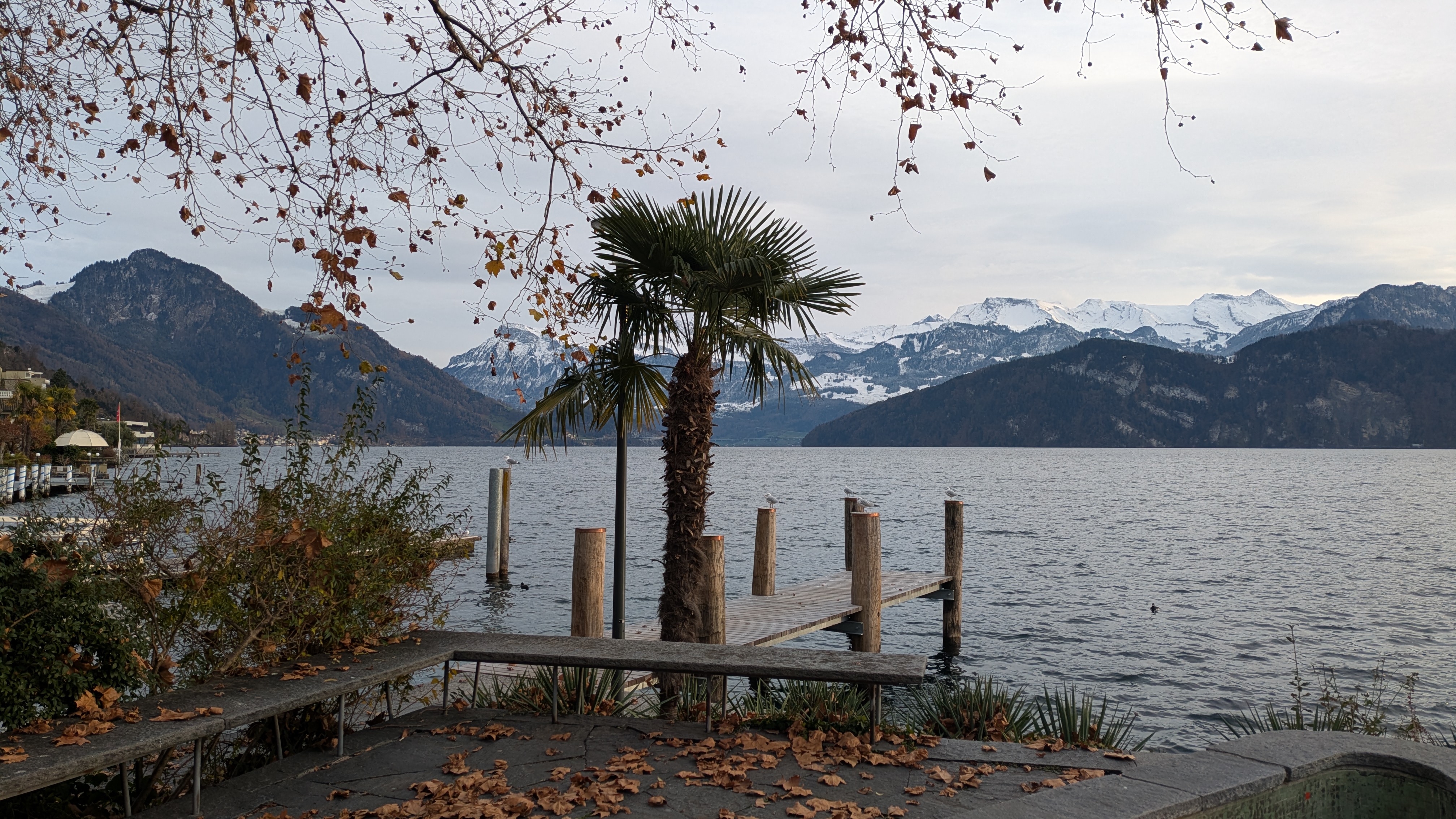 Hafen in Weggis – Palme, Holzsteg mit Möwen und Blick über den Vierwaldstättersee auf verschneite Berge, Rennradtour im Herbst